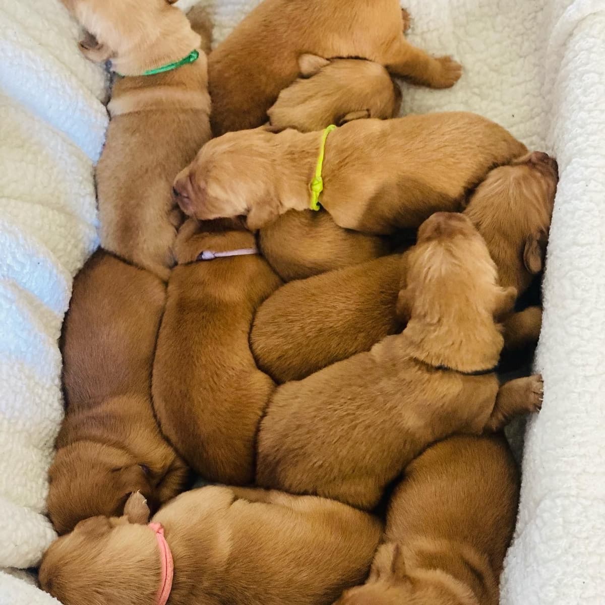 Golden Retriever Puppies breeder image 4