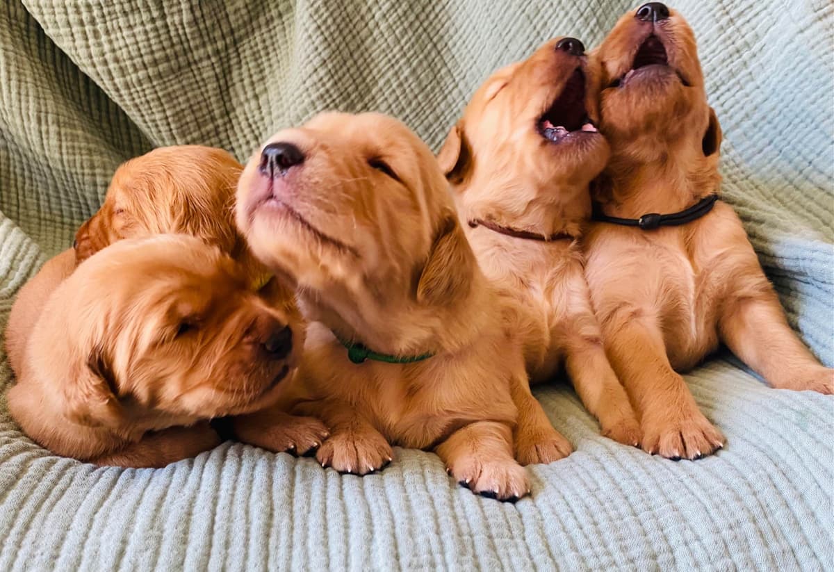 Golden Retriever Puppies breeder image 3