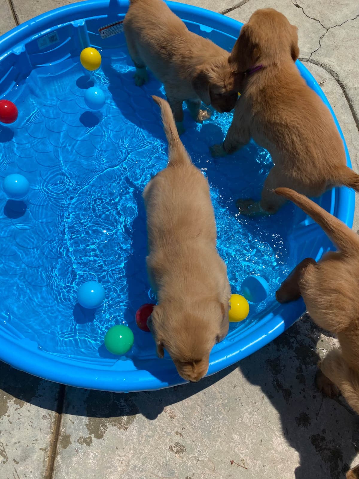 Golden Retriever Puppies breeder image 5