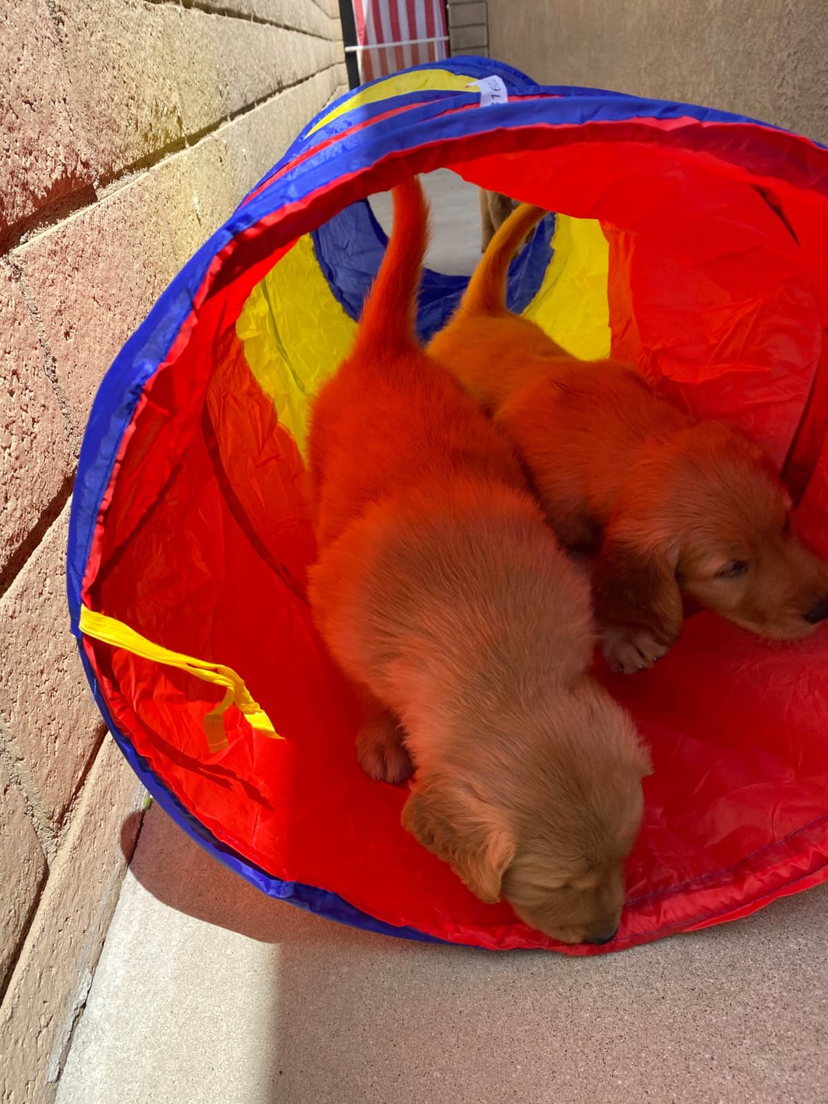 Golden Retriever Puppies breeder image 6