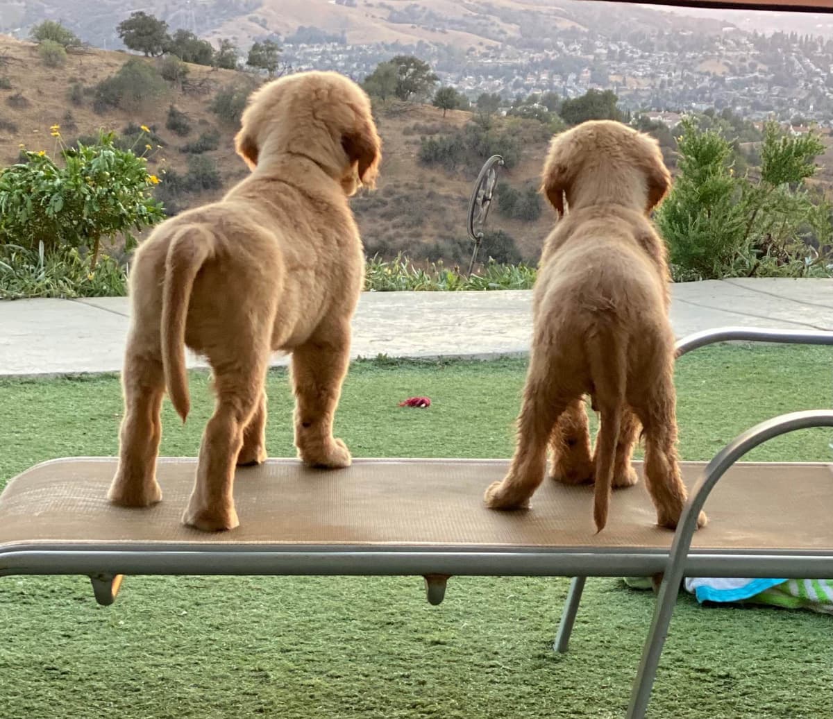 Golden Retriever Puppies breeder image 7