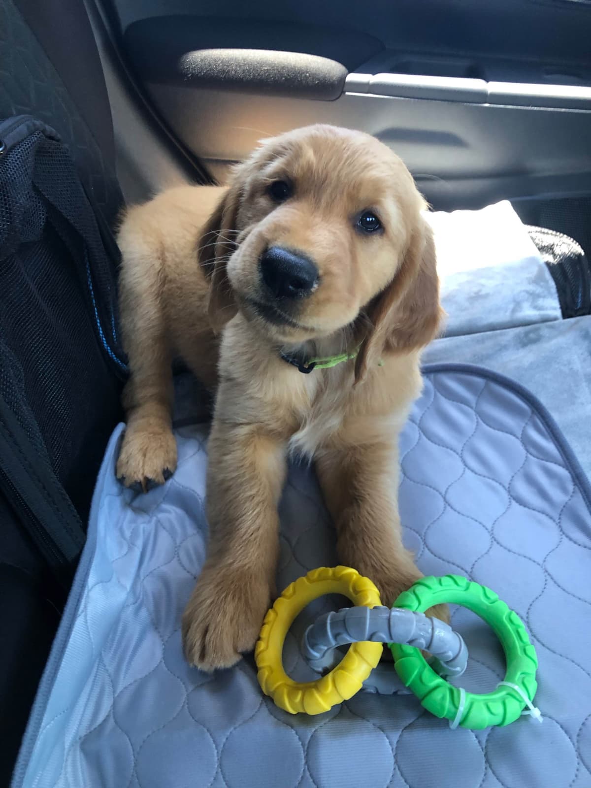 Golden Retriever Puppies breeder image 9