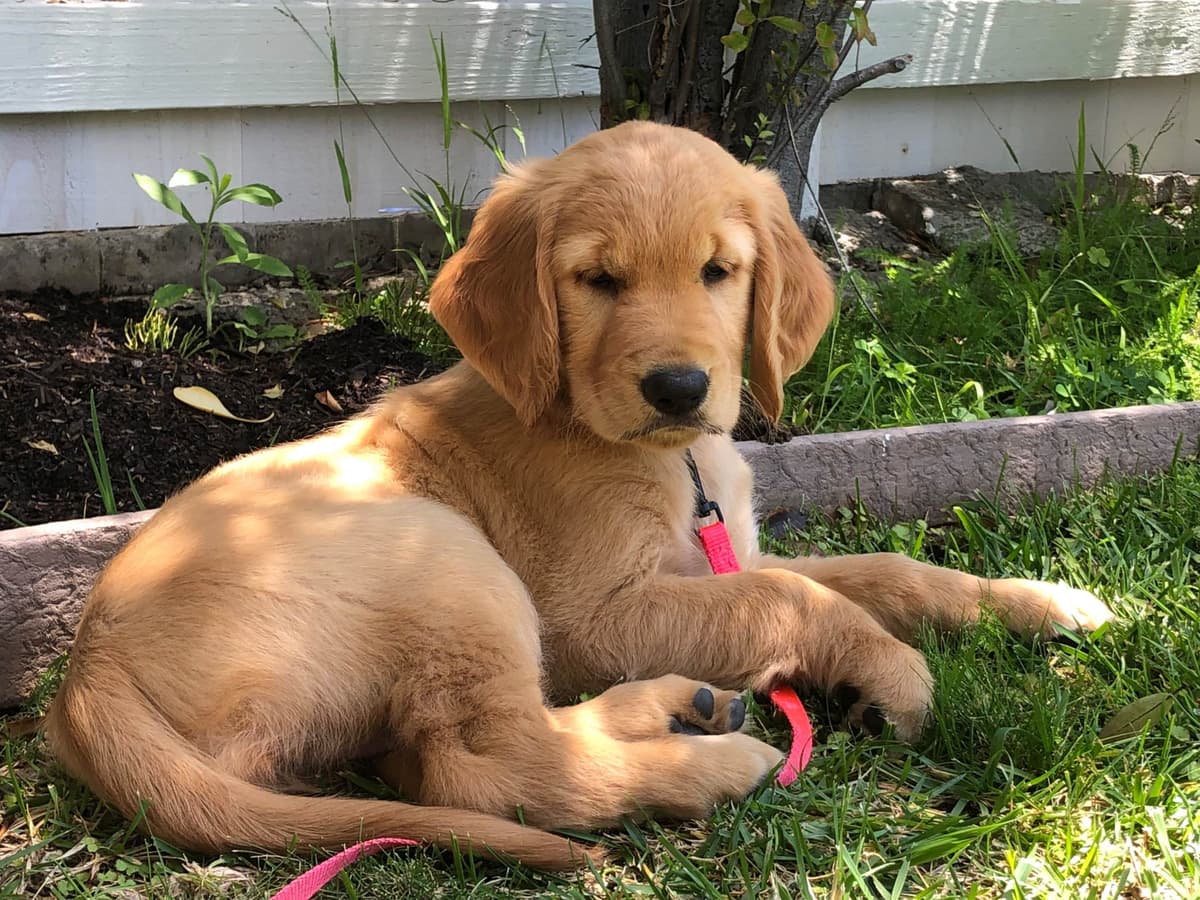 Golden Retriever Puppies breeder image 8