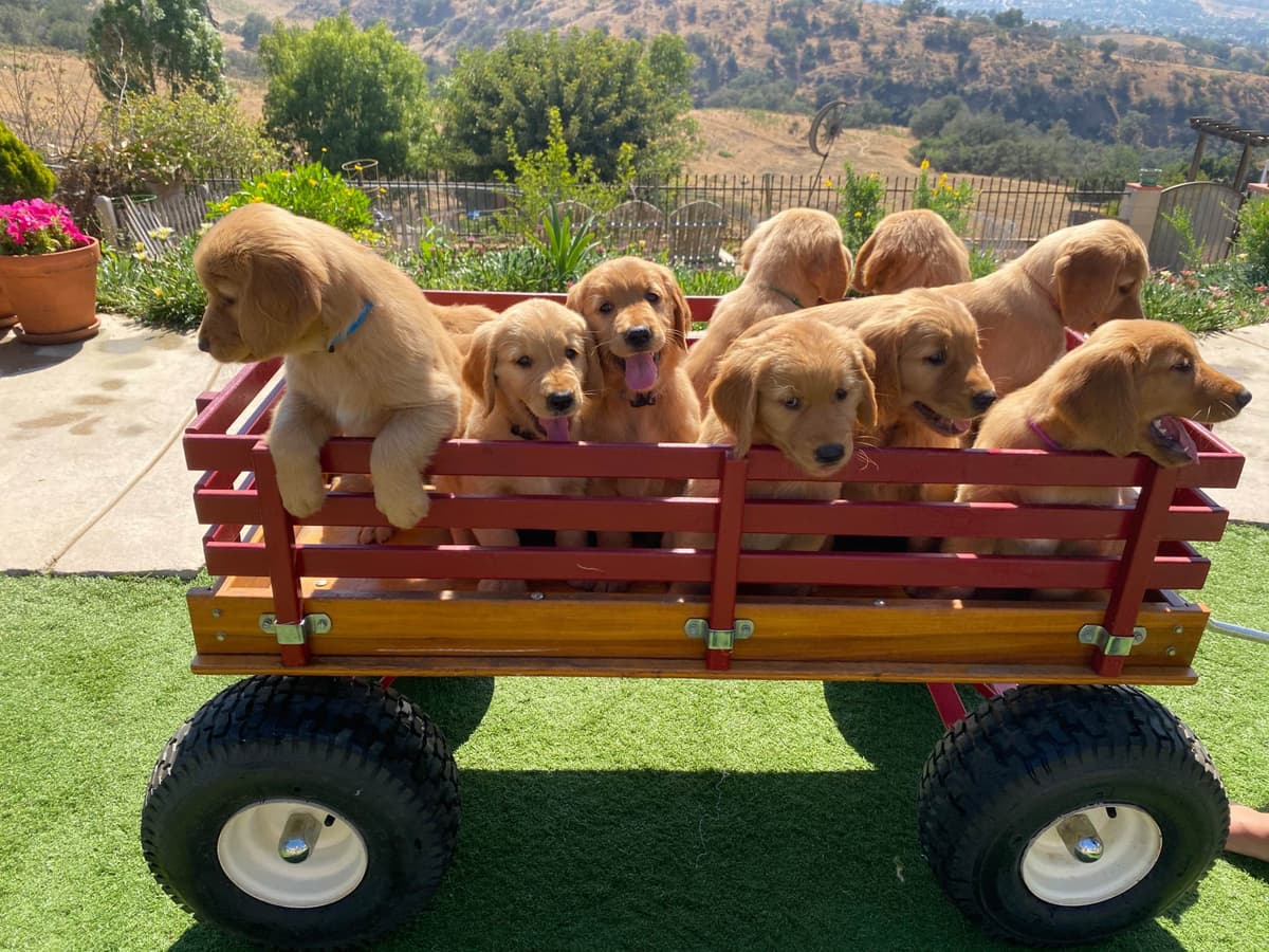 Golden Retriever Puppies breeder image 10