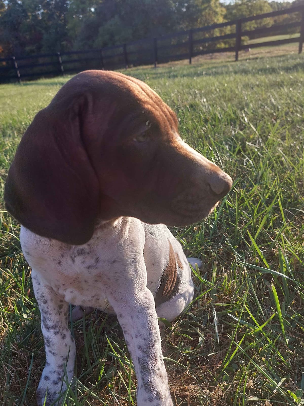 Pointer Drive GSPs breeder image 1