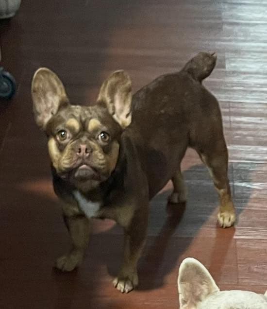 French Bulldog Puppies media 3