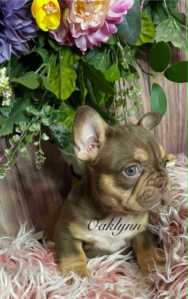 French Bulldog Puppies media 2