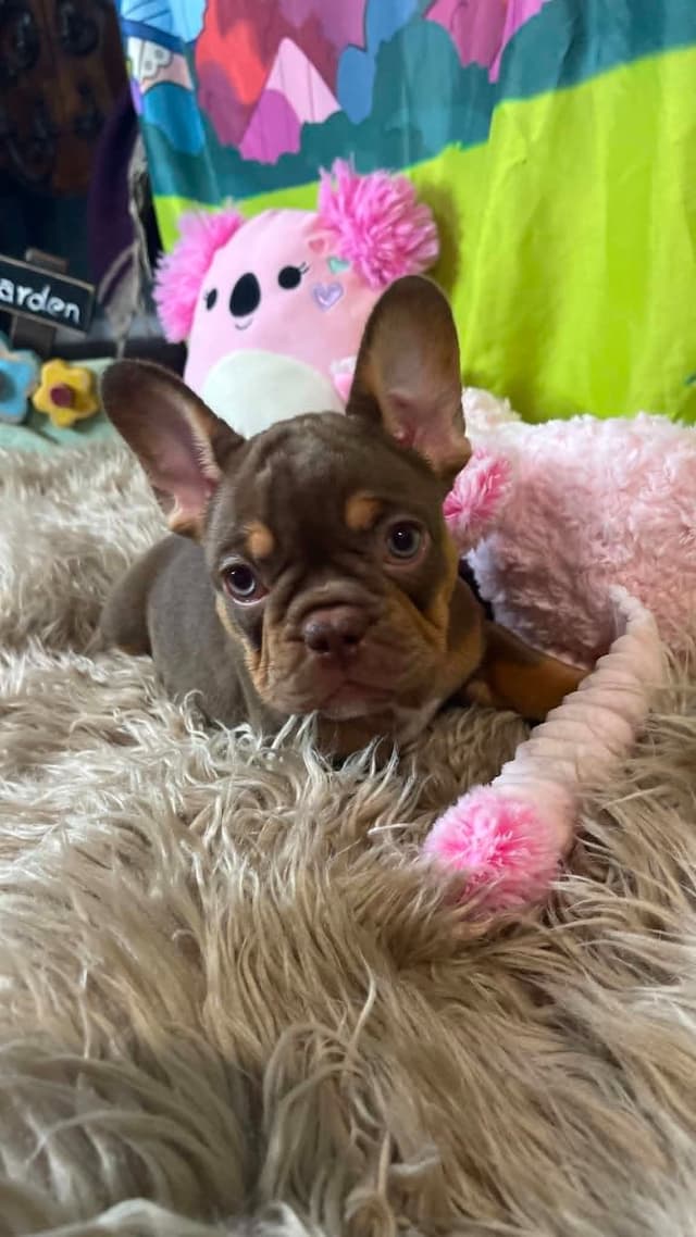 French Bulldog Puppies media 5