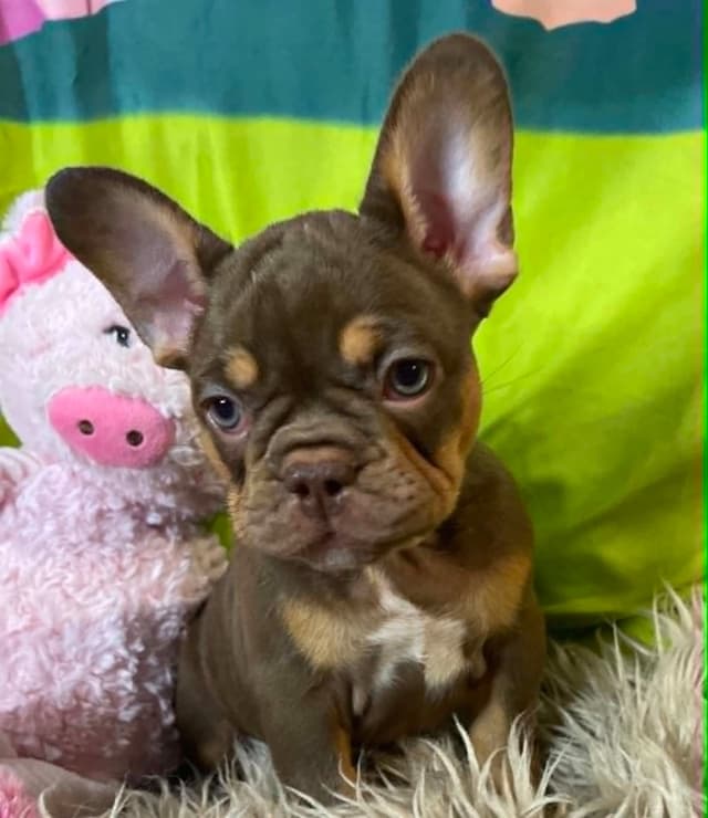French Bulldog Puppies media 6