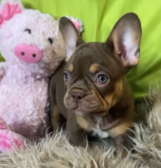 French Bulldog Puppies media 8