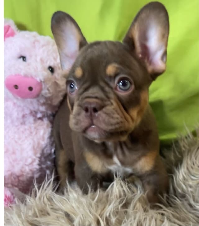French Bulldog Puppies media 10