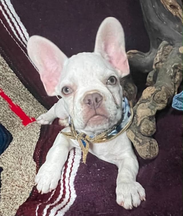 French Bulldog Puppies media 3