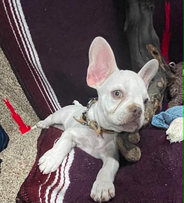 French Bulldog Puppies media 2