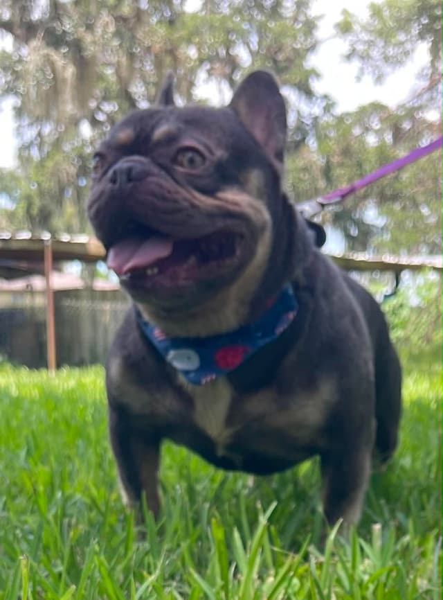 French Bulldog Puppies media 6