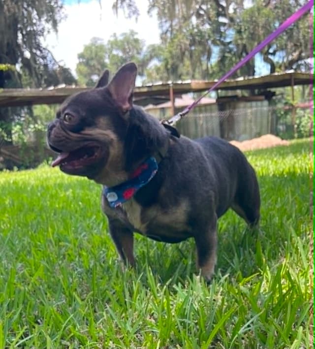 French Bulldog Puppies media 7