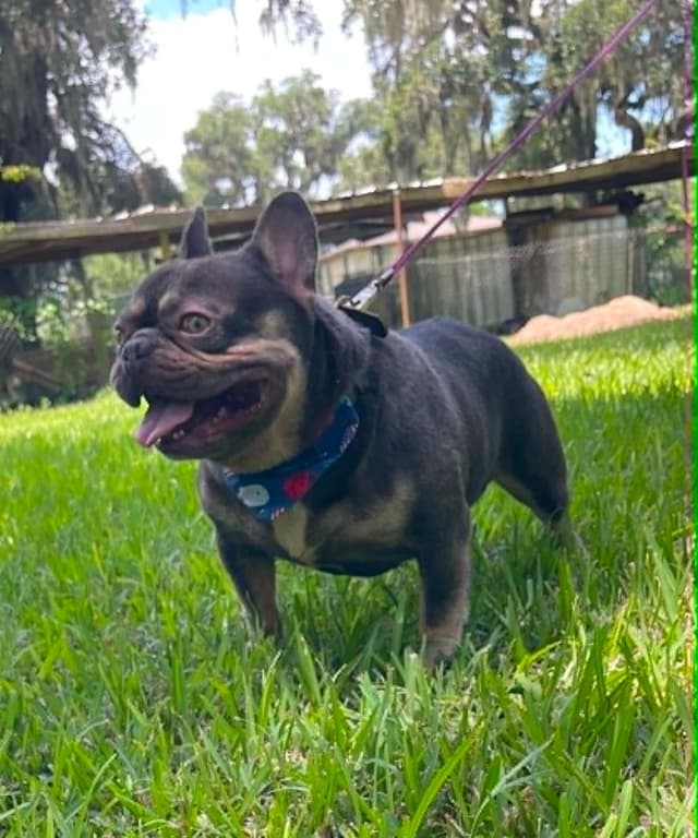 French Bulldog Puppies media 8