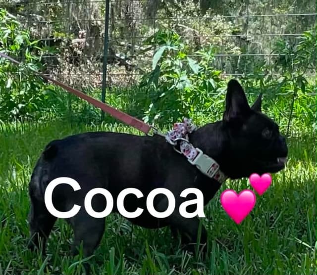French Bulldog Puppies media 9
