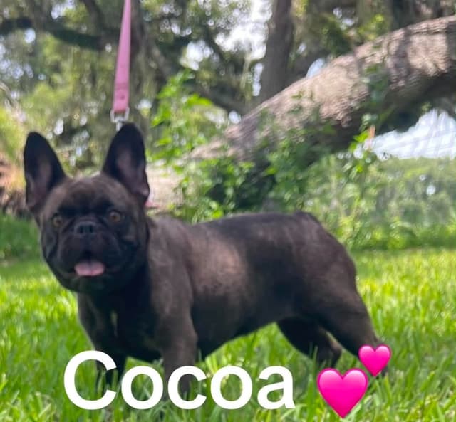 French Bulldog Puppies media 10
