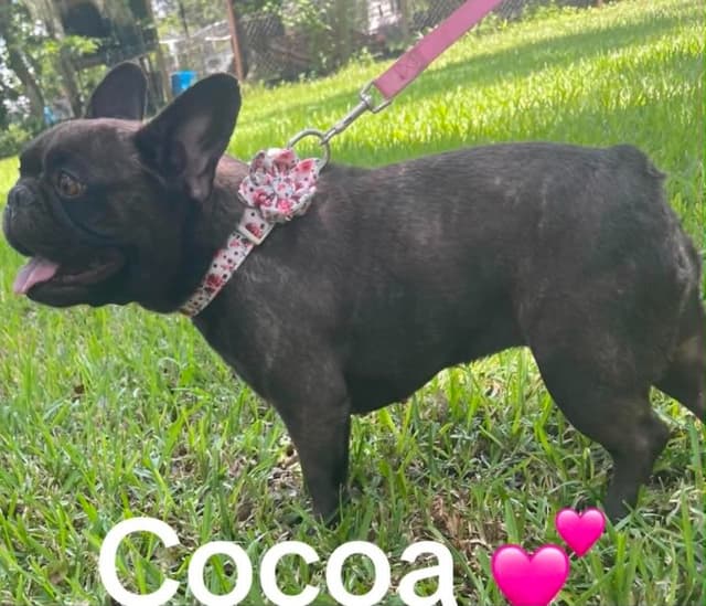 French Bulldog Puppies media 11