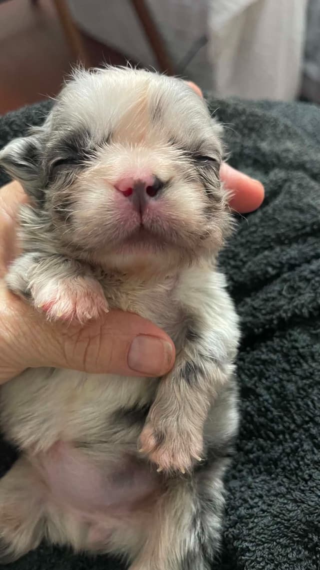 French Bulldog Puppies media 11
