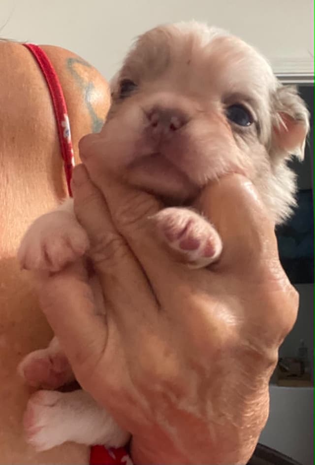 French Bulldog Puppies media 12