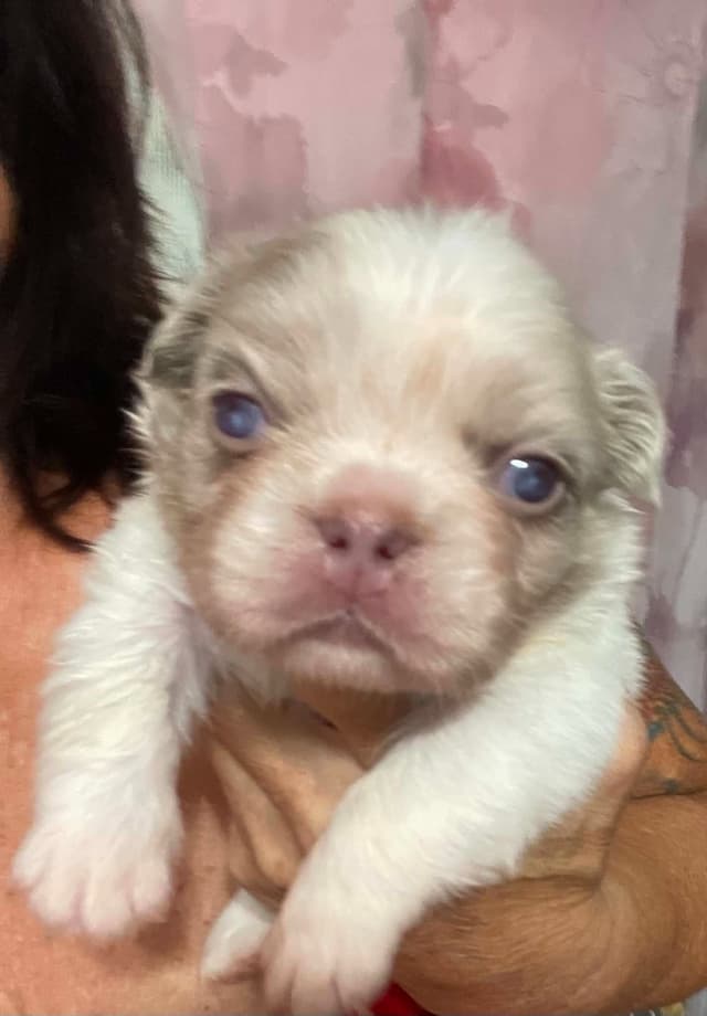 French Bulldog Puppies media 14