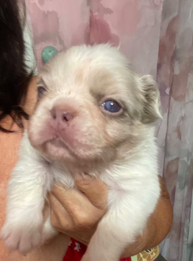 French Bulldog Puppies media 15