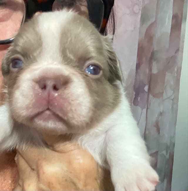 French Bulldog Puppies media 16