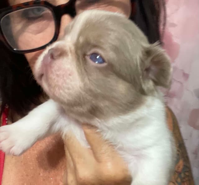 French Bulldog Puppies media 17
