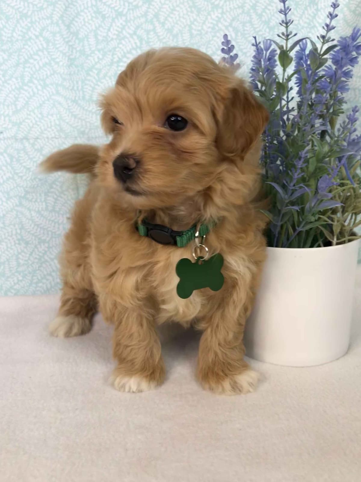 Havanese Puppies breeder image 4