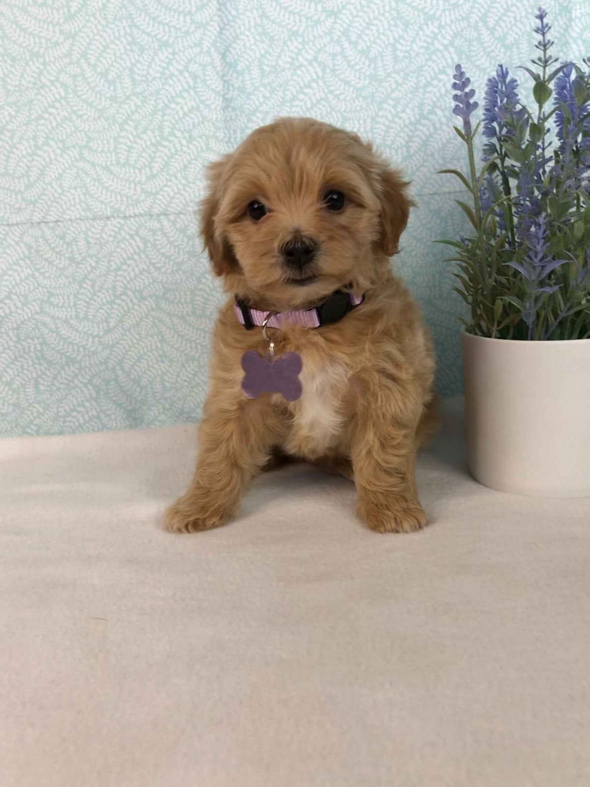 Havanese Puppies breeder image 1