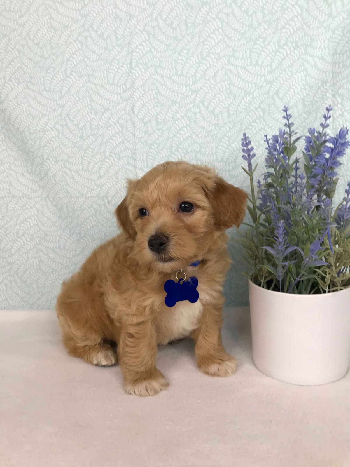 Havanese Puppies breeder image 2