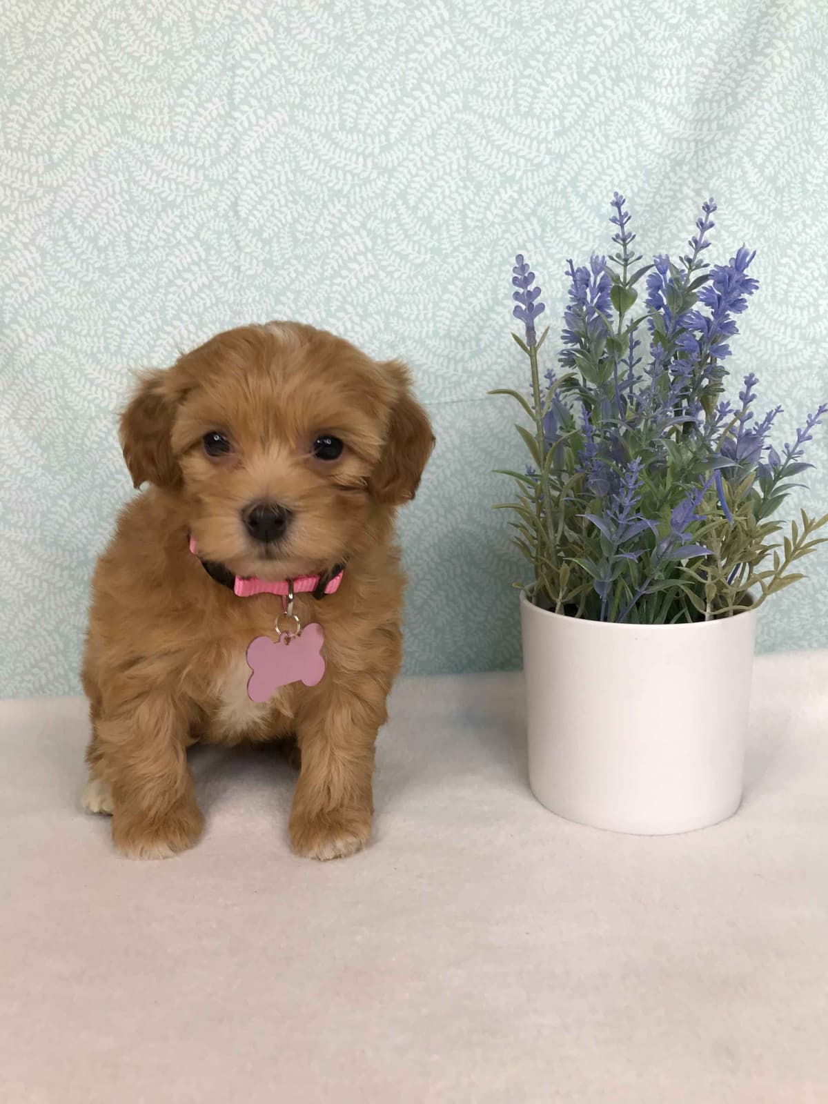 Havanese Puppies breeder image 3