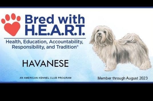 Havanese Puppies breeder image 5
