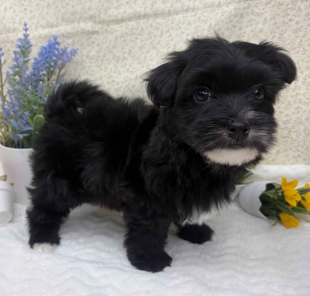 Havanese Puppies media 2
