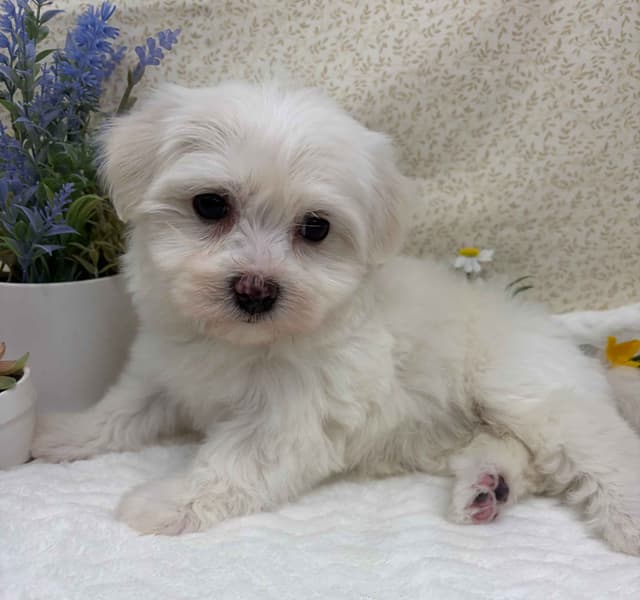 Havanese Puppies media 3