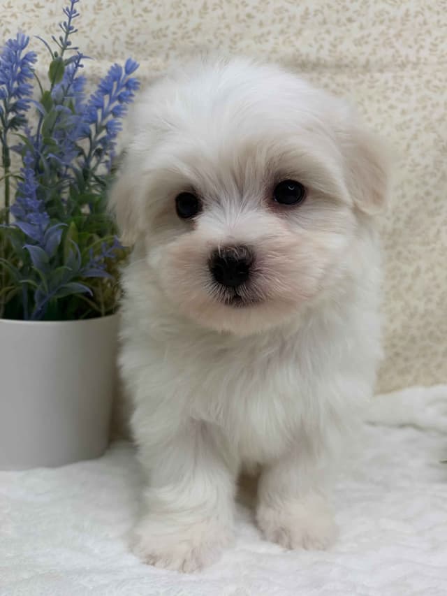 Havanese Puppies media 4