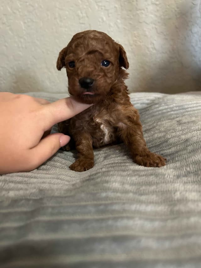 Poodle Puppies media 6