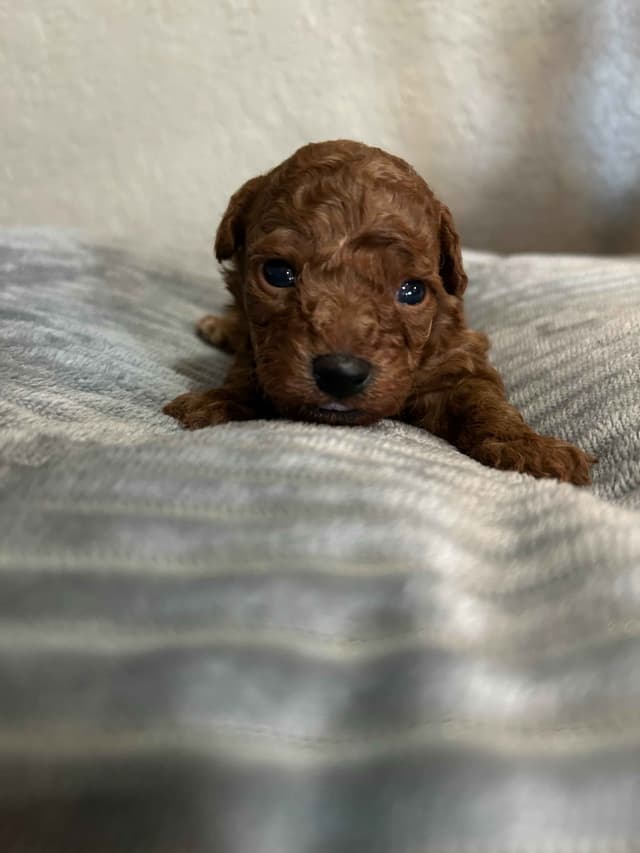 Poodle Puppies media 2