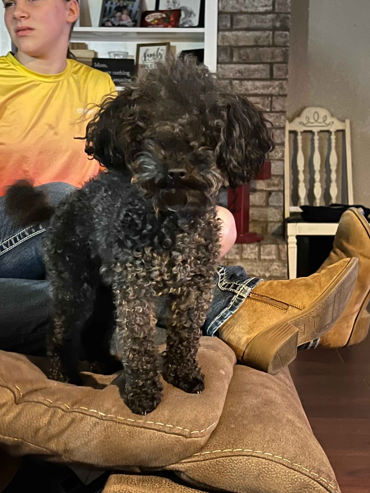 Poodle Puppies breeder image 4