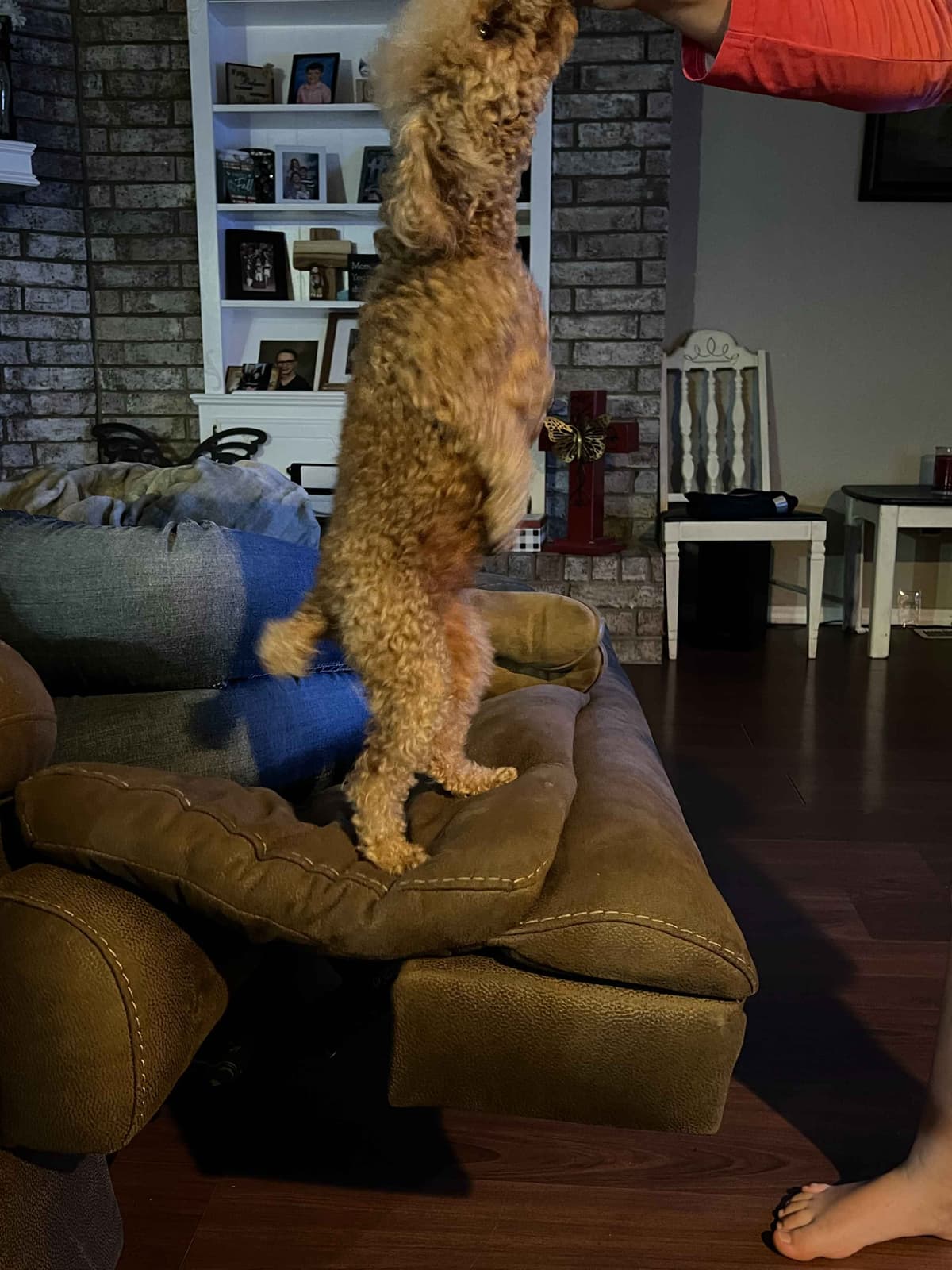 Poodle Puppies breeder image 5