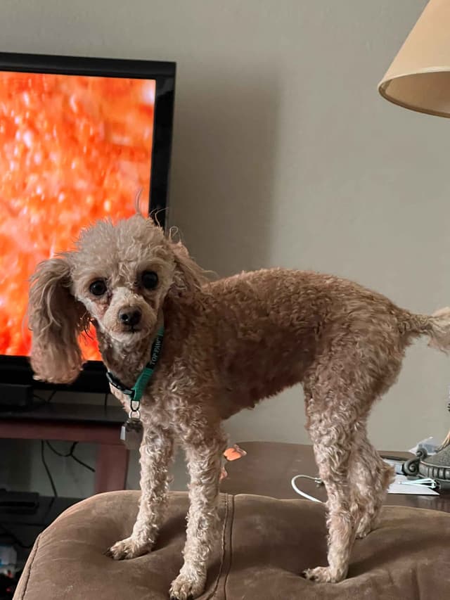 Poodle Puppies media 9