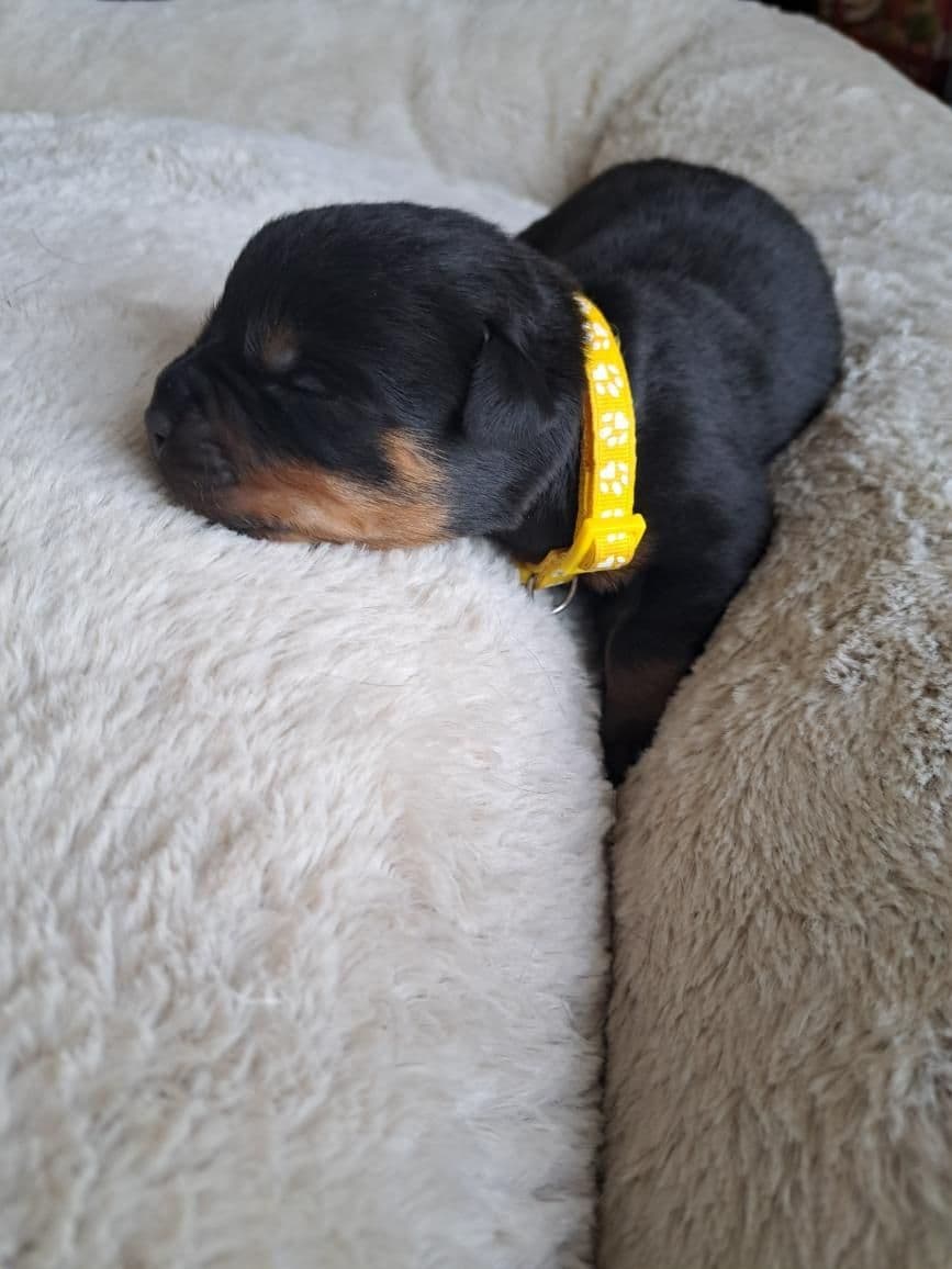 Rottweiler Puppies breeder image 1