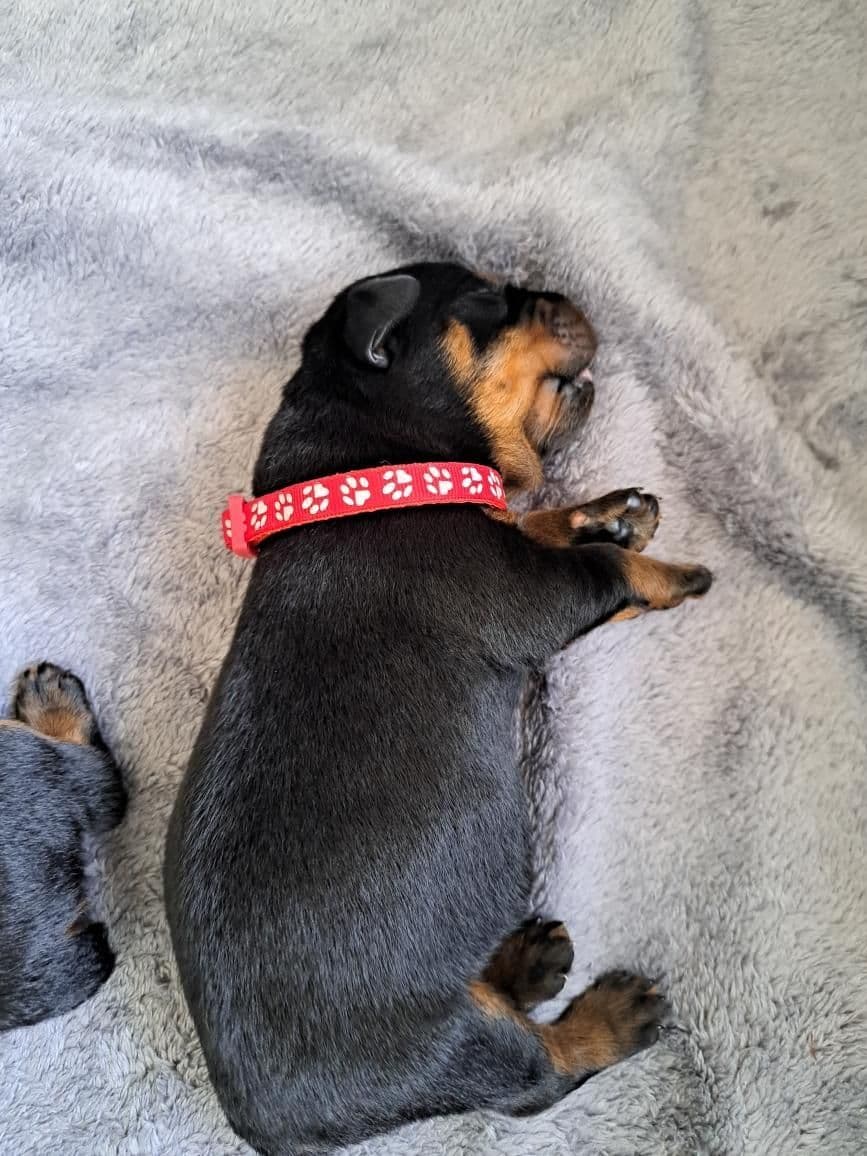 Rottweiler Puppies breeder image 3
