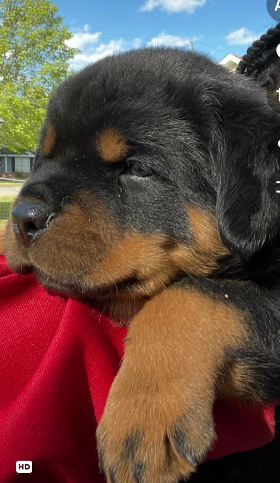 Rottweiler Puppies breeder image 5