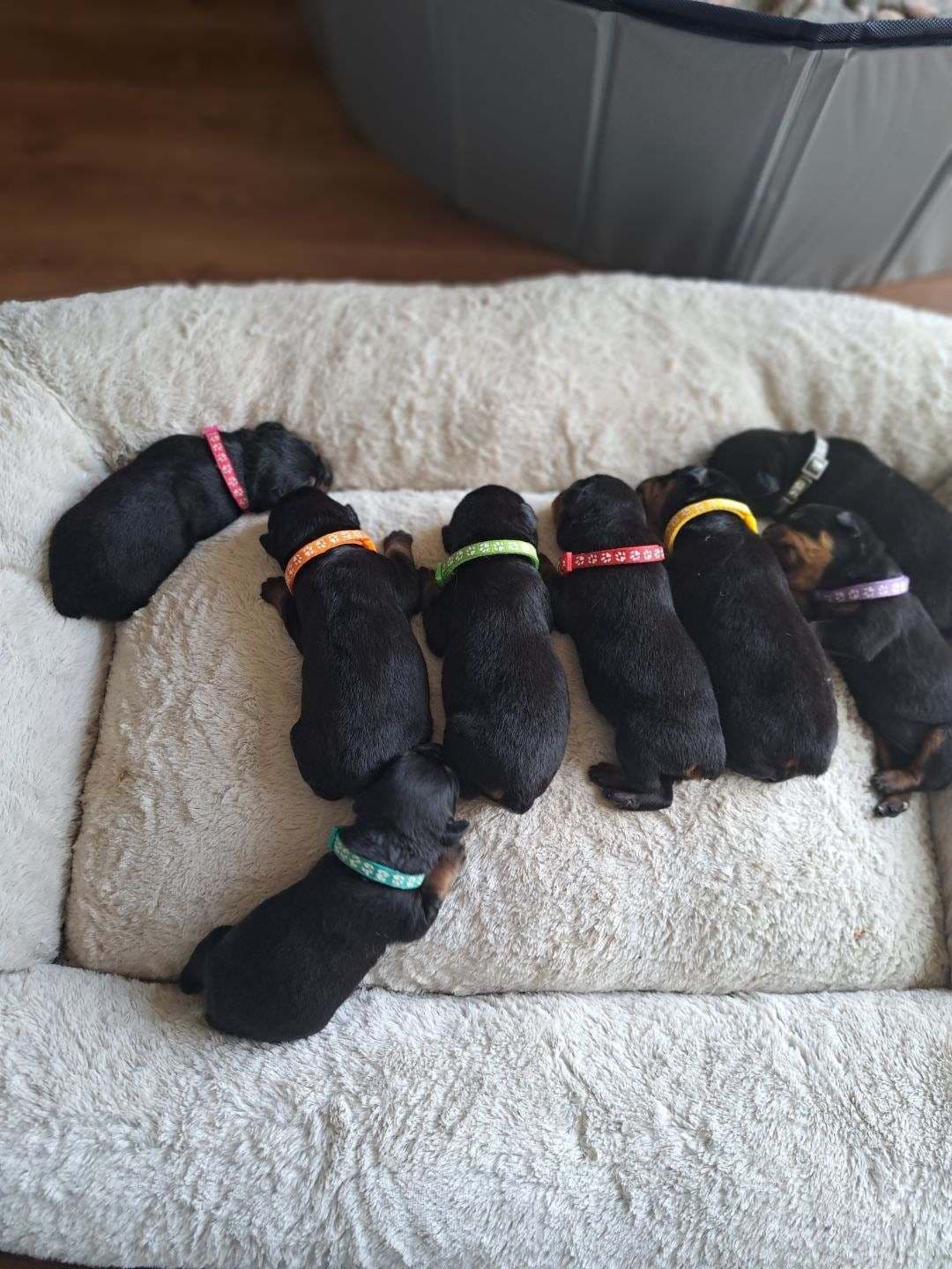 Rottweiler Puppies breeder image 7