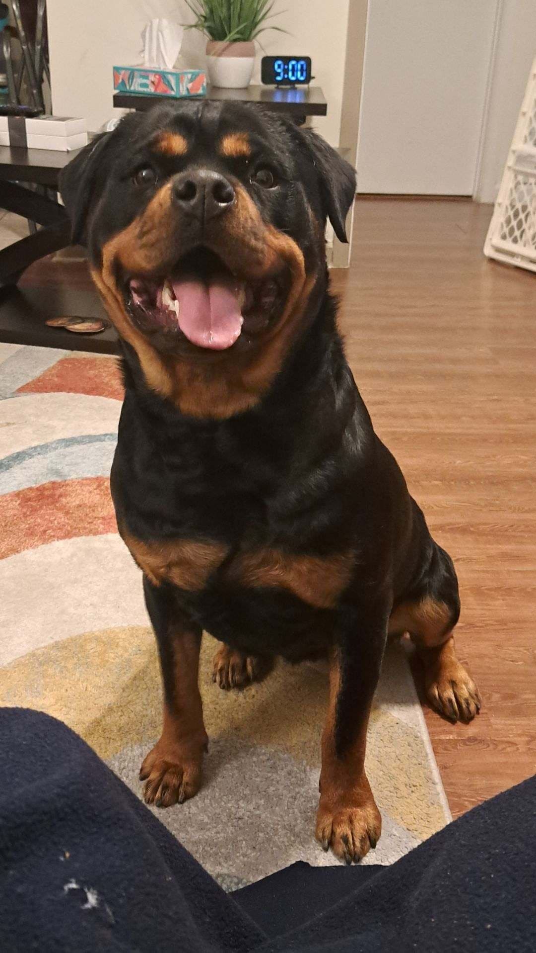 Rottweiler Puppies breeder image 9