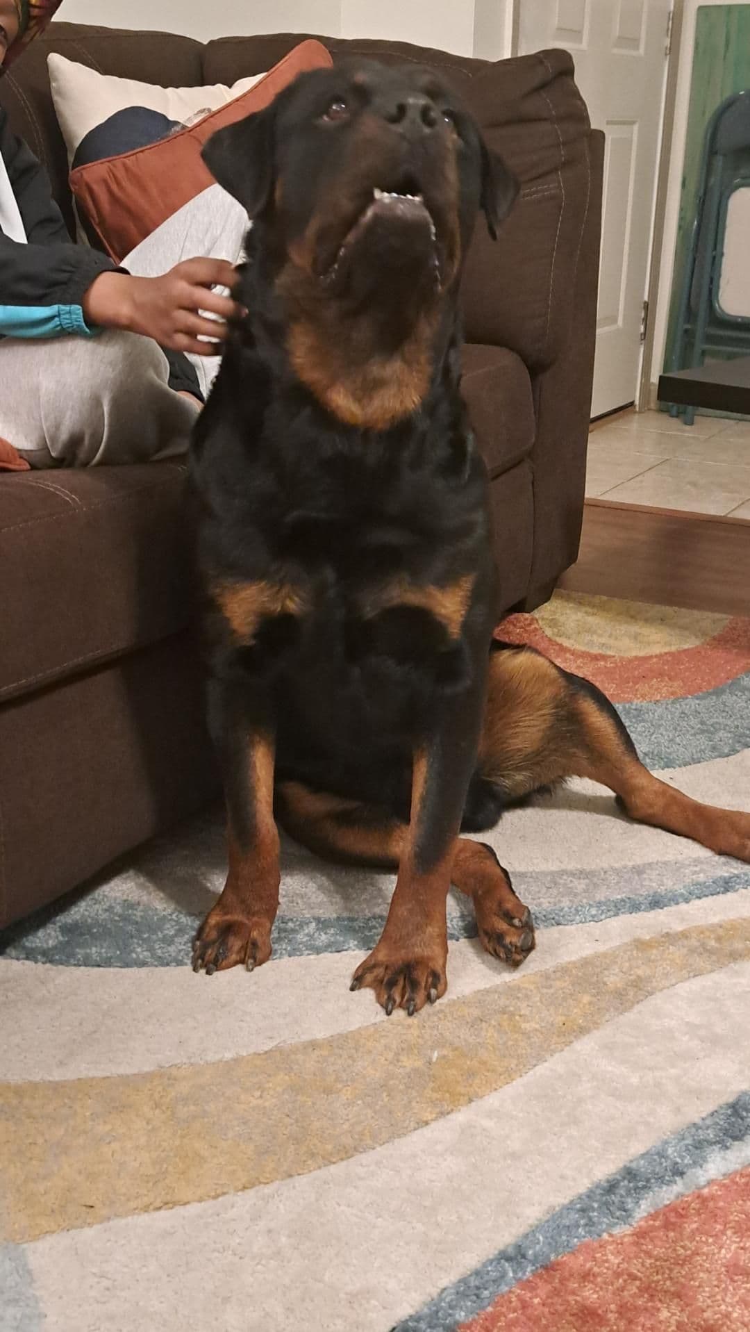 Rottweiler Puppies breeder image 6