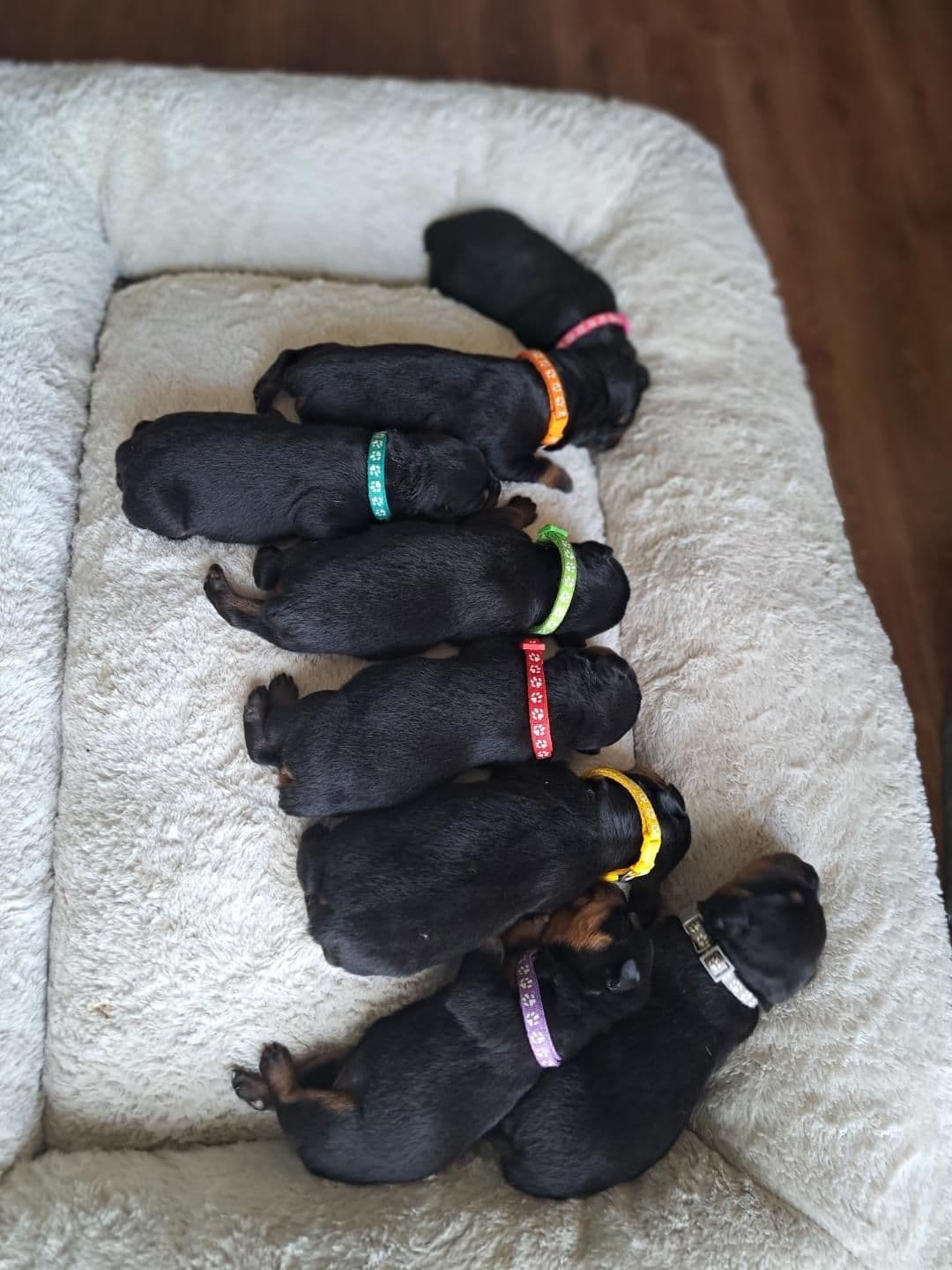 Rottweiler Puppies breeder image 8
