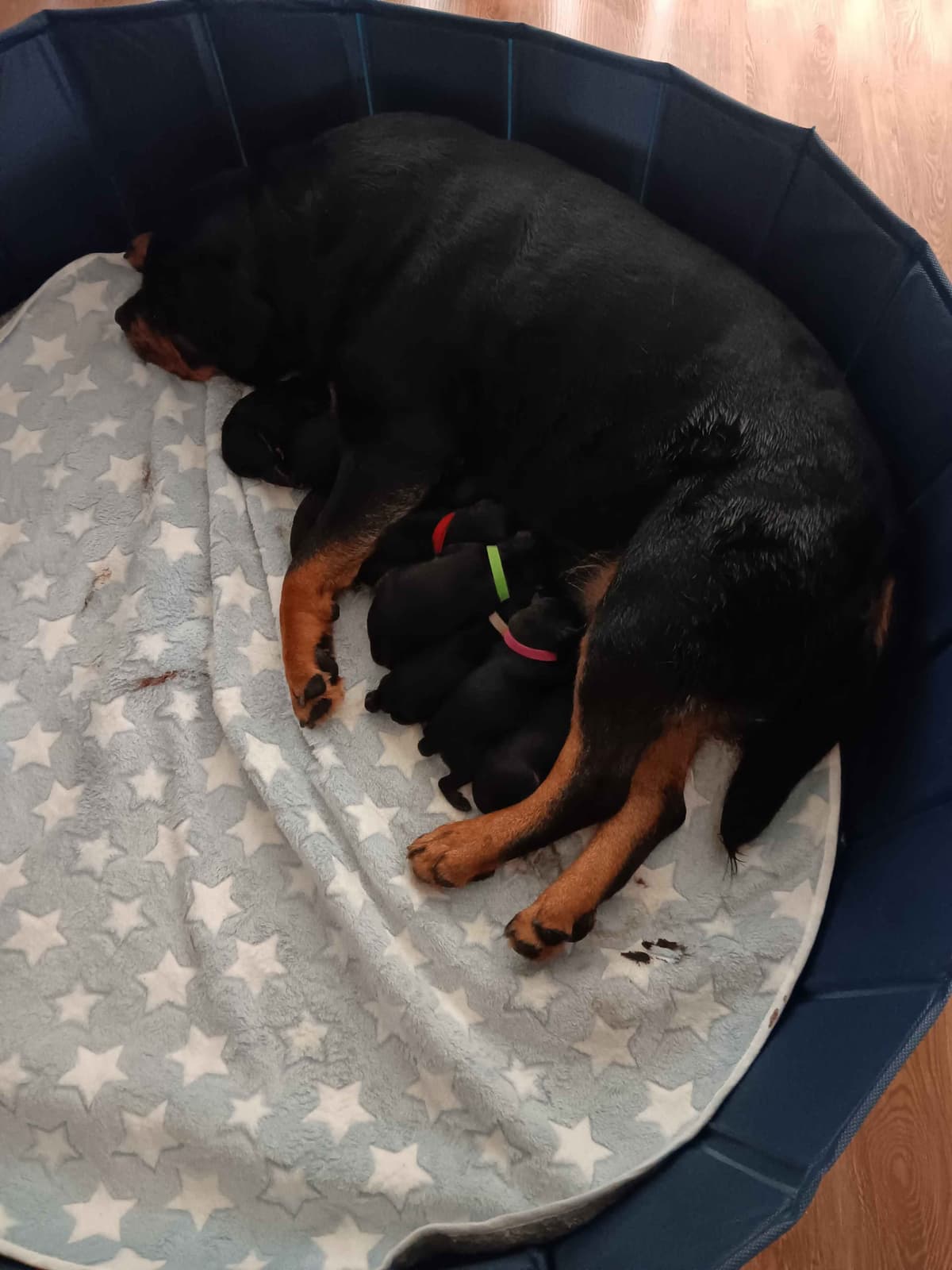 Rottweiler Puppies breeder image 10